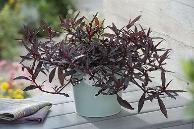 3DM速报：卡普空发布会就这点？《艾尔登法环》更多游戏细节透露