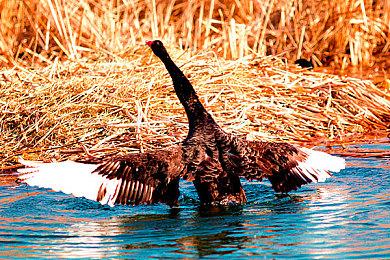 《使命召唤》联动《古墓丽影》宣传片 性感劳拉打枪